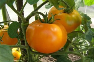 Kuvaus tomaattilajikkeesta Golden Queen ja sen ominaisuuksista