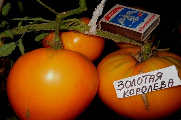 tomatsort