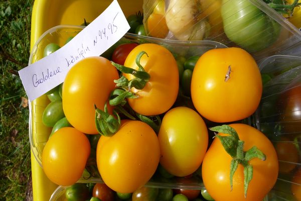 pomidorų veislės auginimas