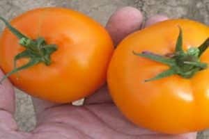 Opis odmiany pomidora Bryłka złota i jej właściwości