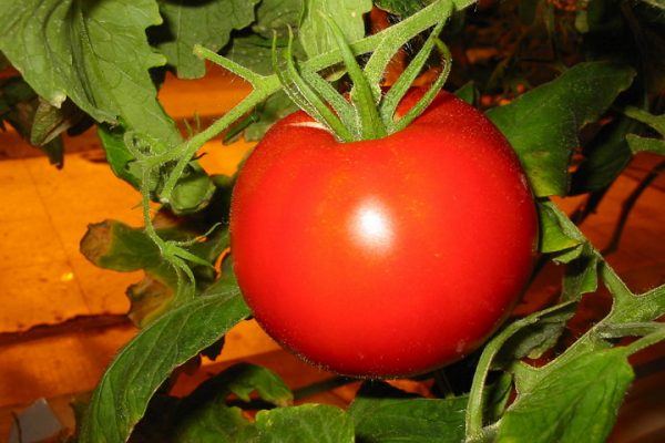 tomaatti kasvihuoneessa