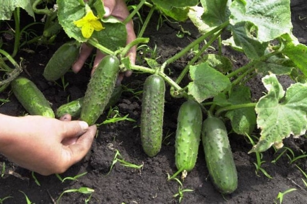 open field cucumbers