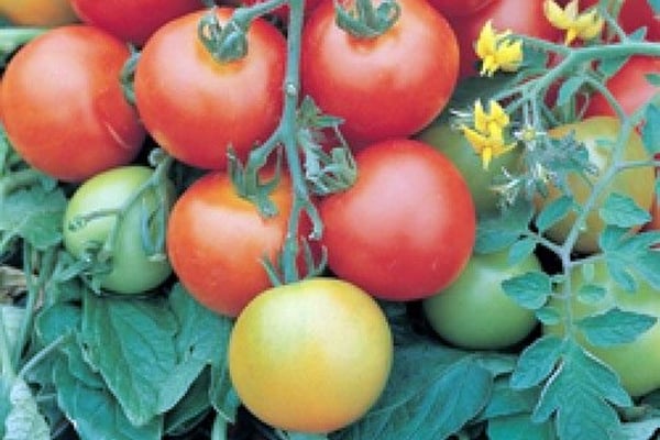 test af tomatbuske