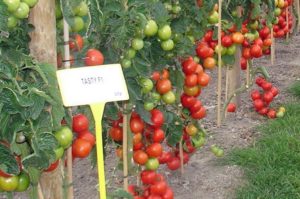 Pomidorų Testi f1 produktyvios veislės ir jo auginimo aprašymas