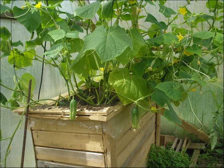 growing cucumbers in a box