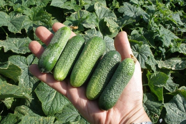 claudia komkommers in de hand