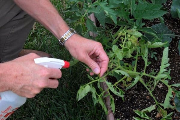 traitement des plants de tomates
