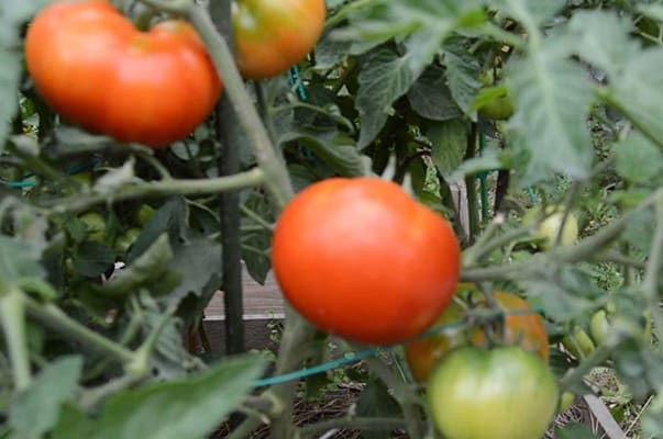 Staroselsky tomato in the open field