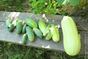 Is it possible to plant zucchini and cucumbers nearby, their compatibility