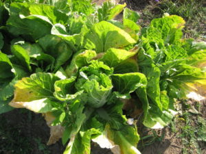 Why cabbage leaves turn yellow and what to do