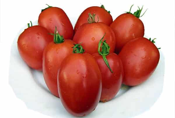 tomaat Veloz f1