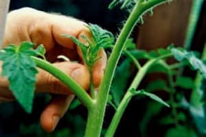 Systemet för beskärning av gurkor i växthuset så att det finns en bra skörd