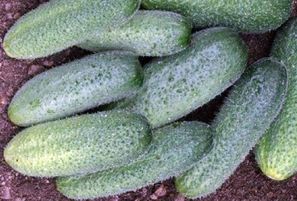 appearance of a cucumber accordion