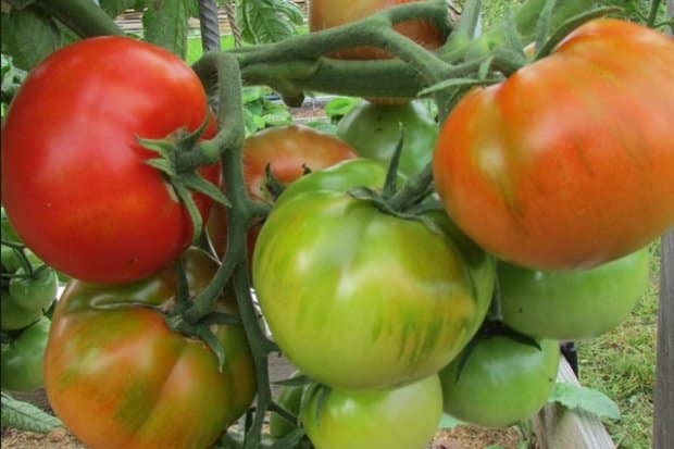 pomidorų krūmai Staroselsky