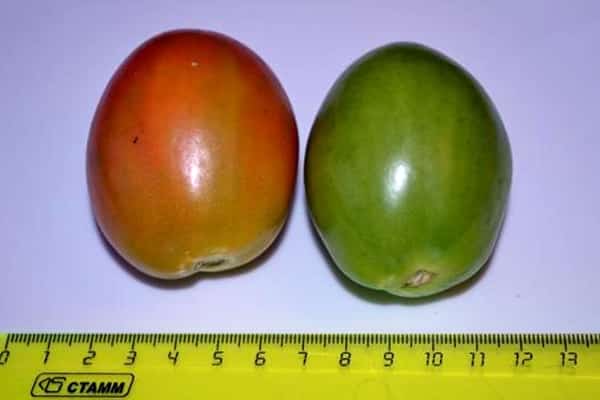grootte van tomatenmatador