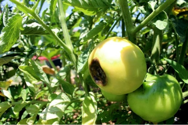 sorte tomater i det åbne felt