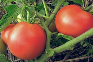 Description of the tomato variety Amurskaya Zarya and its characteristics