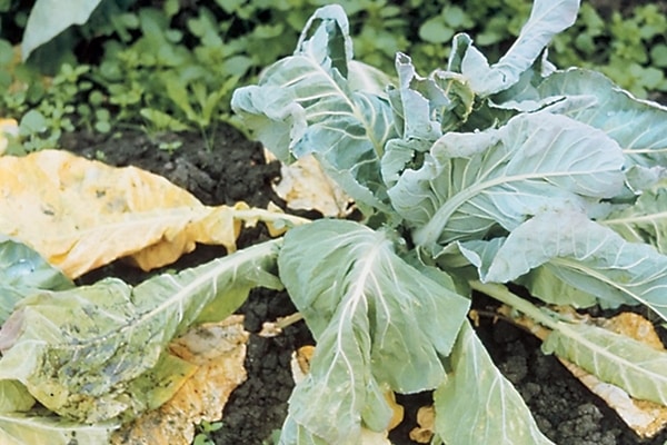 yellow cabbage leaves in the vegetable garden