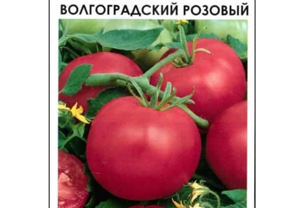ποικιλίες ντομάτας Volgograd ροζ