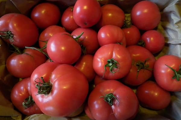 pomidorų derlius