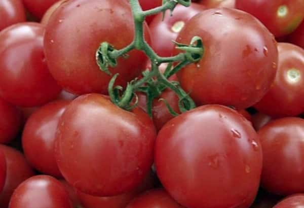 tomaat twijgen