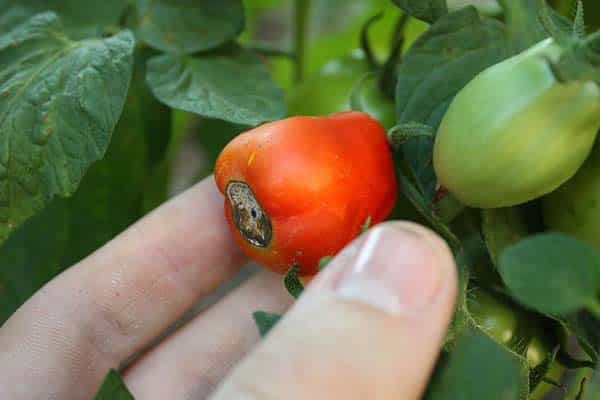 mal proceso de eliminación de tomate