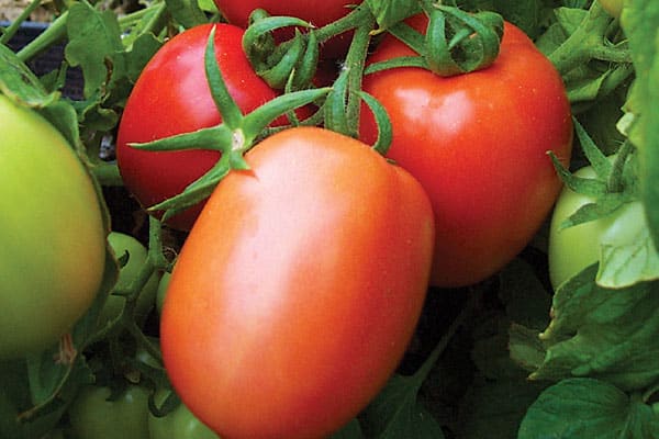 tomato H 6416 f1
