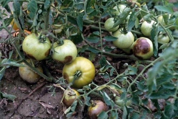 pomodori neri in giardino