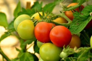 وصف تأثير صنف الطماطم وخصائصه والمحصول