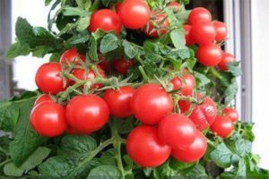 Kırmızı İnci domates çeşidinin özellikleri ve tanımı