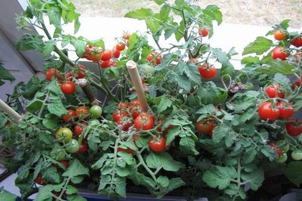 pencerede domates yetiştirmek