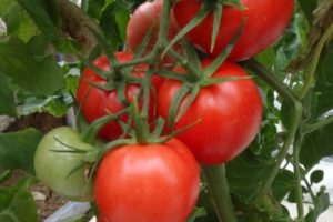 Beskrivelse af Kupets-tomatsorten, dens egenskaber og udbytte