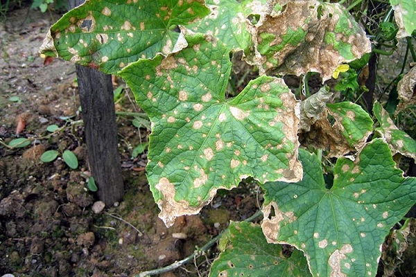 anthracnose in komkommers