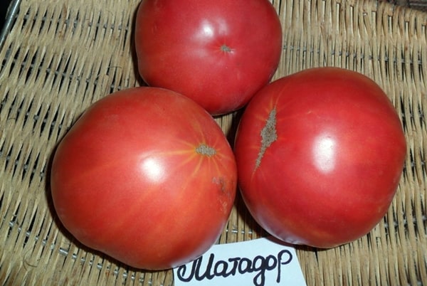 udseende af tomatmatador