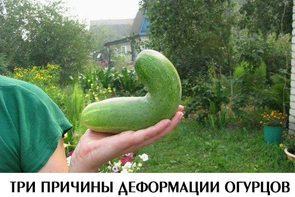gehaakte komkommer
