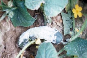 Kontrolforanstaltninger og behandling af hvide, grå, apikale og andre råd på agurker i et drivhus