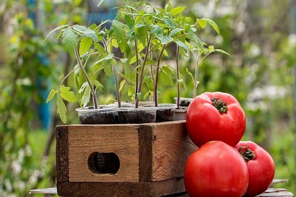 nuori tomaatti