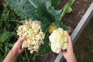 Description, treatment and control of cauliflower diseases