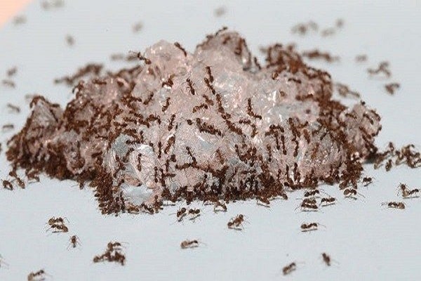 a crowd of ants