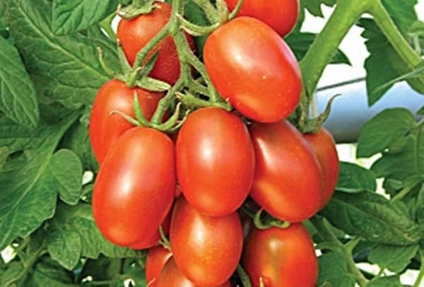 matador rajčice