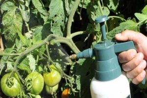 Toz halinde küften domates arıtmak daha iyi
