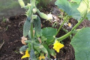The better to feed cucumbers during flowering and fruiting