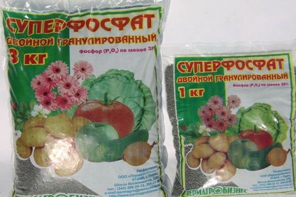 È meglio nutrire i cetrioli durante la fioritura e la fruttificazione