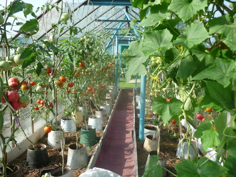 cultivo de pepinos en un balde