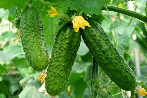 open field cucumber