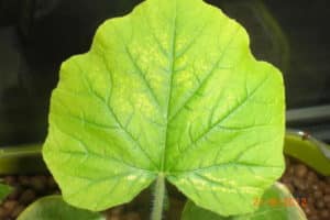 Čo robiť, ak majú uhorky bledé listy, ako sa majú kŕmiť