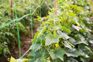 Açık alanda bir kafes üzerinde salatalık oluşumu ve yetiştirme şeması
