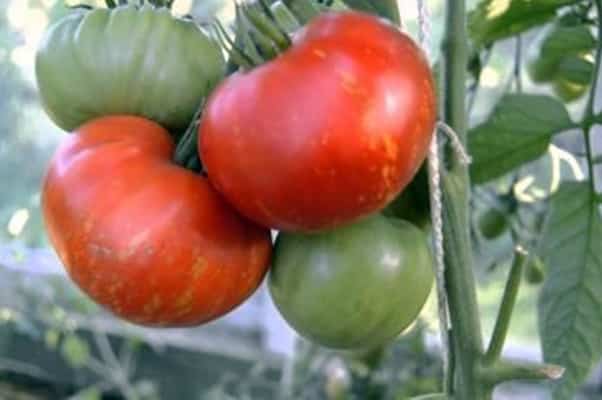 tomato staroselsky in the garden