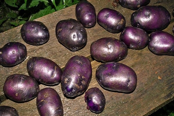 récolte de pommes de terre