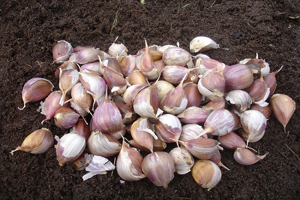 garlic with manganese